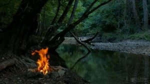 Когда высаживать клематисы в открытый грунт весной?