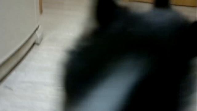 Хаски и реакция детей на появление щенка дома-Супер Хаски!-Husky Siberian-Incredible Huskies смотреть онлайн