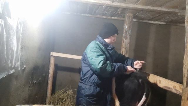 Артрит у КРС.Симптомы.Лечения. смотреть онлайн
