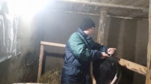 Артрит у КРС.Симптомы.Лечения.