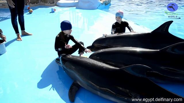 Отзывы о дельфинотерапии в Dolphin World смотреть онлайн