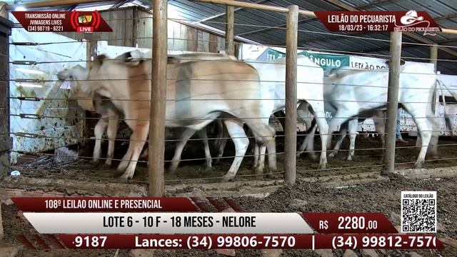 LOTE 6 - 10 NOVILHAS 18 MESES NELORE - LEILAO DE GADO DE CORTE - 18/03/23 - LEILAO DO PECUARISTA смотреть онлайн