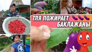 ВЛОГ! Что же делать???Как избавиться от тли на баклажанах и перцах? Огородные хлопоты//Простая жизнь
