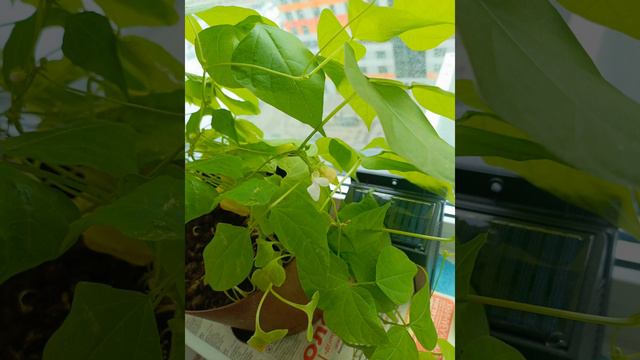 240308 Фасоль.mp4