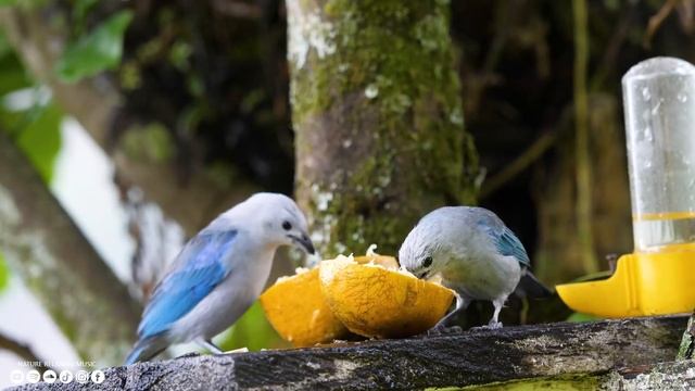 Расслабляющая музыка ? лечебная музыка для сердца и сосудов, релакс, музыка для души #1