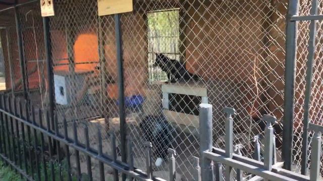 Амакс Красная Пахра май 2019