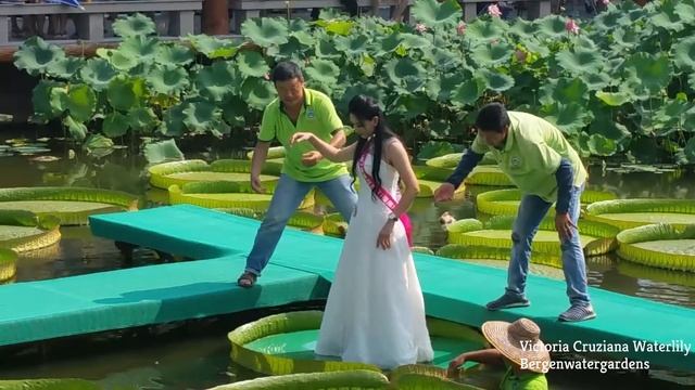 Victoria Cruzaina Waterlily смотреть онлайн