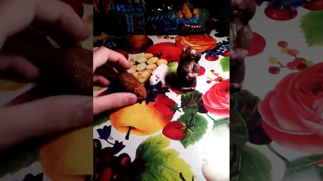 Все мои поделки из пластилина которые у меня появились за тот год и этот тоже. смотреть онлайн
