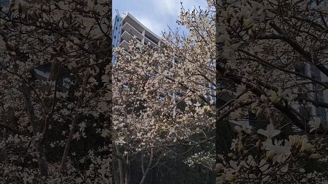 Цветение магнолии Кобус в Адлере ..