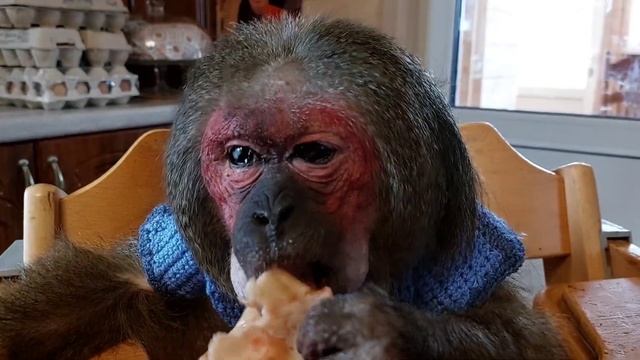 обезьяны и блины ? с Масленицей ?#petmonkey #monkey #обезьяна #макака #домашниемакаки #mukbang смотреть онлайн