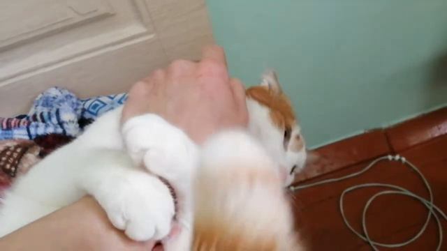 01.12.19г. Котэ делает кусь