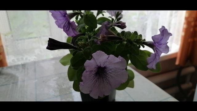 Начало мая. Петуния Мамбо F1