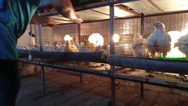 ВЫРАЩИВАНИЕ БРОЙЛЕРОВ В ДОМАШНИХ УСЛОВИЯХ бройлеры, бройлеры в домашних условиях, кобб500, смотреть онлайн