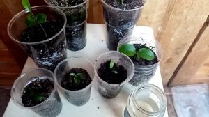 Лимоны и мандарины из косточки Уход от всходов до полугода