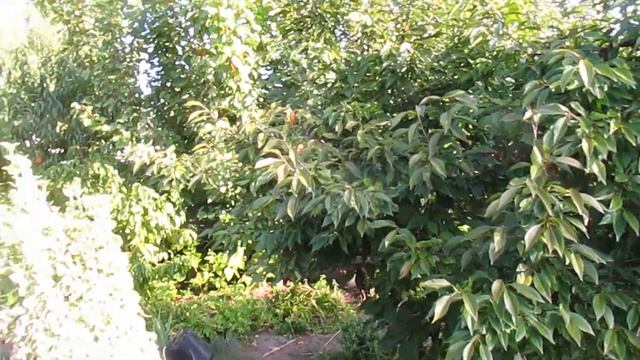 Когда можно начинать обрезку сада. смотреть онлайн