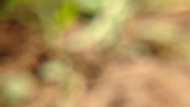 МИКРОМИР№1/насекомые