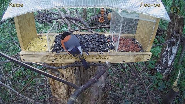 Кафе "Лесное" смотреть онлайн