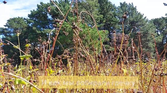 Как собрать урожай гречки вручную! смотреть онлайн