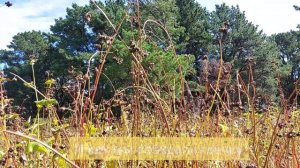 Как собрать урожай гречки вручную!