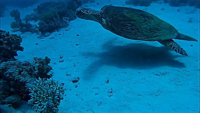 Дайвинг в Хургаде / черепаха / turtle смотреть онлайн