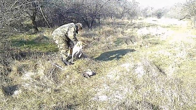 TRAINING SEARCH BLOOD AND APORT HARE BRACCO ITALIANO FOXY OLALA! смотреть онлайн