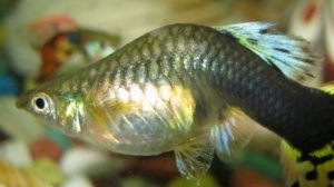 ПОЧЕМУ У ГУППИ ИСКРИВЛЯЕТСЯ ПОЗВОНОЧНИК !?