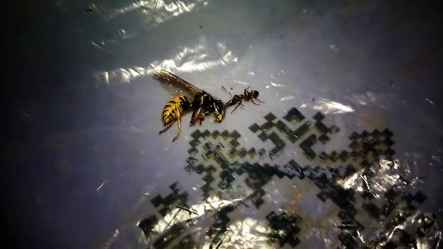 Муравей и Оса. Голод не тетка! Выживание! смотреть онлайн