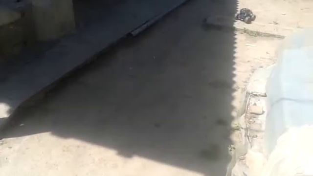 Машина против собаки