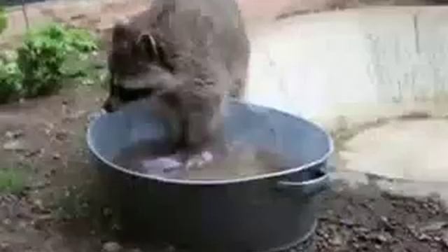 Еноты стирают смотреть онлайн