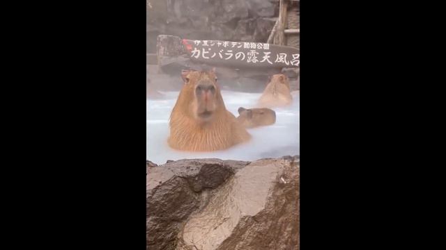 capybara pull up смотреть онлайн