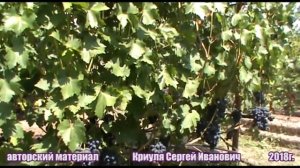 Виноград Кодрянка - сорт, с которым не расстанусь (Grapes Codreanca)