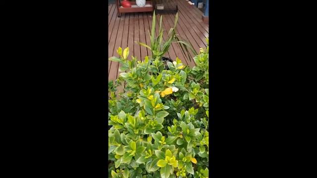 Gardenias - dealing with aphids and treating yellowing of leaves (mild chlorosis) смотреть онлайн