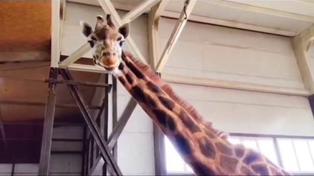 В Ростове скончалась старешая жирафиха Европы Елизара смотреть онлайн