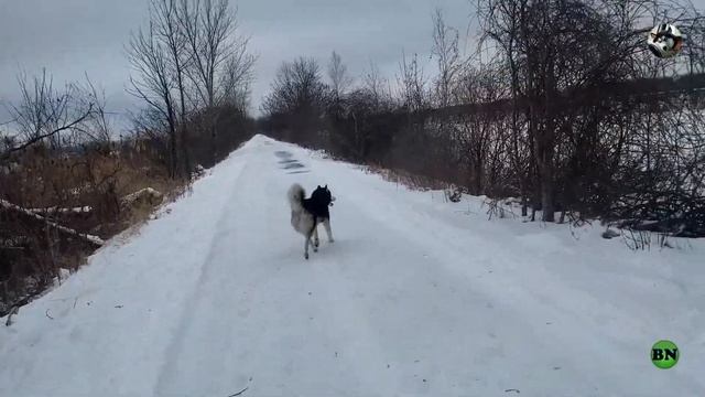 Заводи Хаски если хочешь иметь хорошую фигуру / ХАСКИ БЛОГЕР / ХАСКИ / Хаски Улла смотреть онлайн