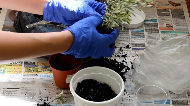 Самшит. Пересадка. [Надежда и мир] смотреть онлайн