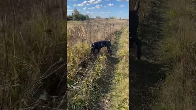 Погода сегодня супер❤️#tttt #cane #canecorso #канекорсо #canecorsoitaliano #канекорсоитальяно смотреть онлайн