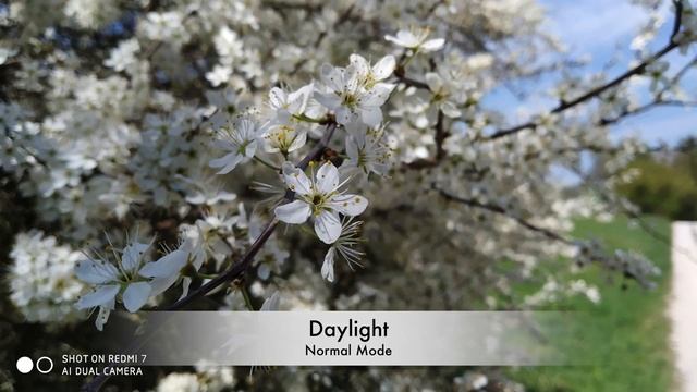 Redmi 7 Camera Test смотреть онлайн