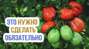 Уход за помидорами в августе. Как ухаживать за томатами в открытом и закрытом грунте в августе?