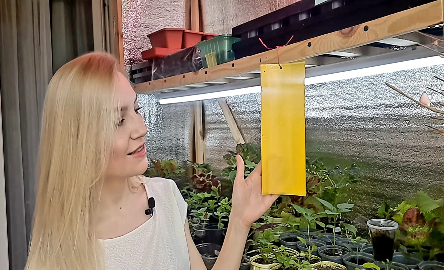 КЛЕЕВЫЕ ЛОВУШКИ ИЛИ КАК ПОЙМАТЬ ГРИБНОГО КОМАРИКА смотреть онлайн