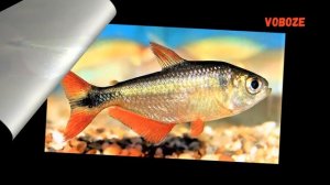 Тетрагоноптерус. Содержание в аквариуме, разведение,совместимость и чем кормить