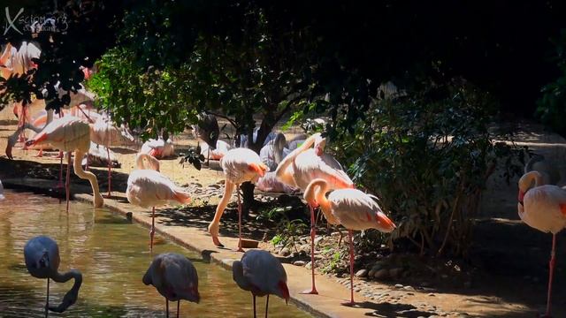 Exploring Hong Kong 9 Kowloon Park 4K смотреть онлайн