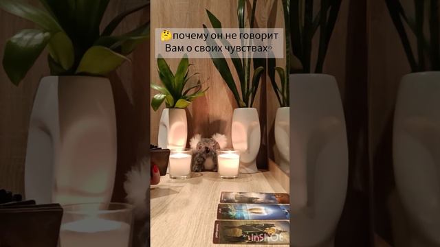 🤔ПОЧЕМУ НЕ ГОВОРИТ ВАМ О СВОИХ ЧУВСТВАХ? #тарогалина #тарорасклад #тарогадание #тарочувства смотреть онлайн