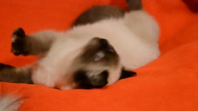 Элитные шотландские котята редкого окраса - котята для Вас! Купить котенка? Питомник предлагает. смотреть онлайн