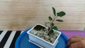 Как создать бонсай из яблони?