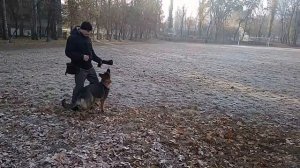 Трюковая дрессировка собак - команда БОКОМ