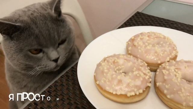 ЗАЧЕМ кот так делает?? Британский кот Гарри/ British Cat смотреть онлайн