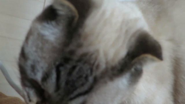 Как чистить зубы кошке в домашних условиях смотреть онлайн