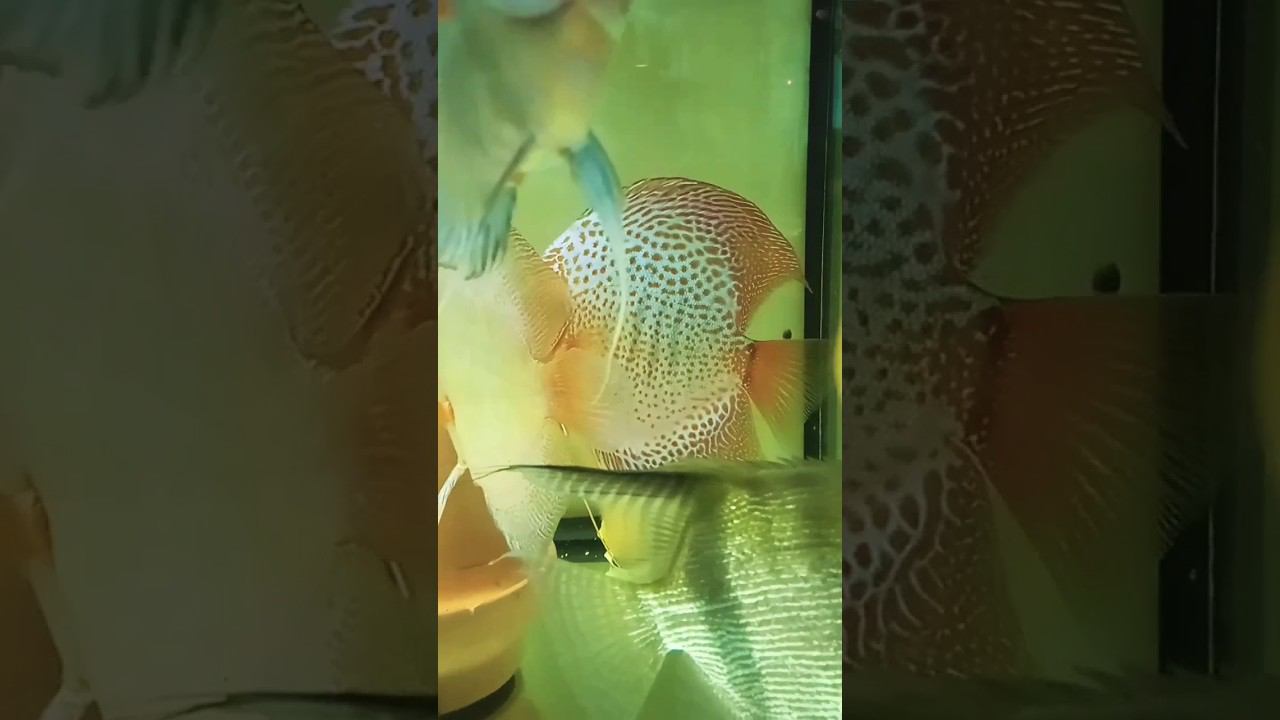 Формируется новая пара Синих Дискусов #aquarium #аквариумныерыбки #discus #дискусы #shorts #short смотреть онлайн