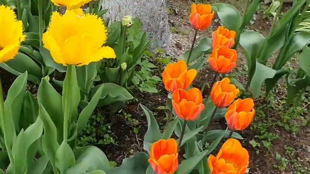 Цветы Лето 2020 Дачные истории смотреть онлайн