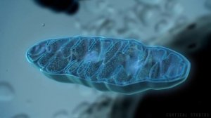 Как образуется энергия - синтез АТФ в МИТОХОНДРИЯХ